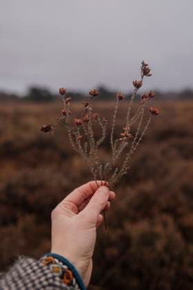 Creative Highlights Symbolfotos Hand holding dried wildflowers against a muted, overcast landscape Amsterdam, North Holland, Netherlands R_RTBZ25040503-1700079-01 ,model released, Symbolfoto