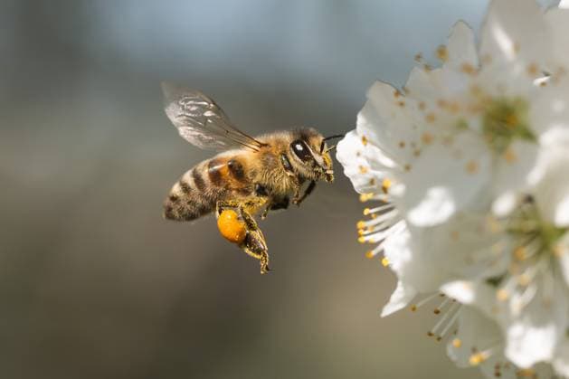 Creative Highlights World Eine Biene fliegt bei Sonnenschein zu Blüten eines Strauchs. Rottweil Baden-Württemberg Deutschland *** A bee flies to the flowers of a bush in the sunshine Rottweil Baden Württemberg Germany