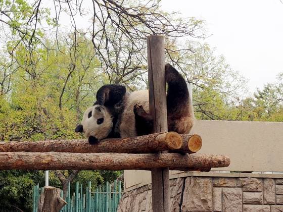 Entertainment Themen der Woche KW15 Entertainment Bilder des Tages Beijing Zoo Giant Panda BEIJING, CHINA - APRIL 7, 2025 - A giant panda plays at Beijing Zoo in Beijing, capital of China on April 7, 2025. Beijing Beijing China  Copyright: xCFOTOx i1744060016427