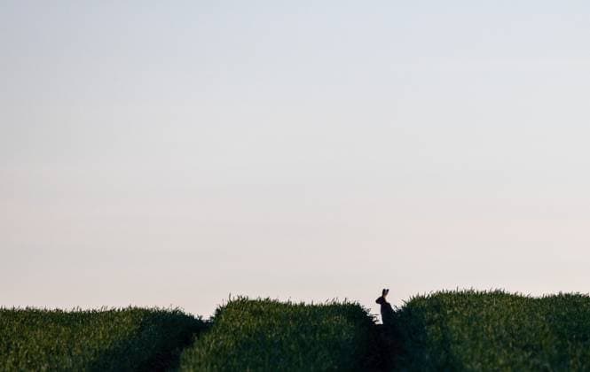 News Themen der Woche KW15 News Bilder des Tages Hase auf dem Feld Ein Feldhase ist am Abend auf einem Feld zu sehen., Oberursel Hessen Deutschland *** Hare in the field A hare can be seen in a field in the evening , Oberursel Hessen Germany