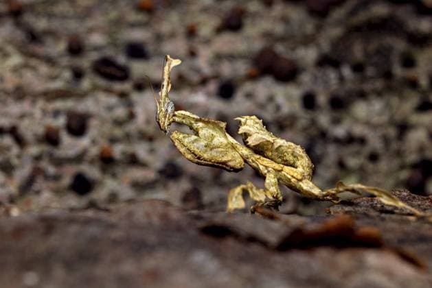 Creative Highlights World Die perfekt getarnte Gottesanbeterin wirkt wie ein Blatt auf Rinde, Geistermantis (Phyllocrania paradoxa) The perfectly camouflaged praying mantis looks like a leaf on bark, ghost mantis (Phyllocrania paradoxa) Copyright: imageBROKER RolandxBrack iblrbr13018128.jpg