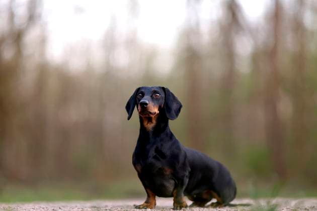 Entertainment Themen der Woche KW15 Entertainment Bilder des Tages Ein Dackel (Deutsch-Kurzhaar) sitzt bei Abendlicht im Wald. Die Grünen hatten 2024 die Idee, mit einer Reform des Tierschutzgesetzes Qualzucht zu verhindern. Dies löste bei Hundefreunden die Befürchtung nach einer Art Gesetz ( Dackel-Verbot ) aus, das ganze Rassen verbieten könnte. (Themenbild, Symbolbild) Frechen, 07.04.2025 NRW Deutschland *** A Dachshund German Shorthair sits in the forest in the evening light In 2024, the Greens came up with the idea of reforming the Animal Welfare Act to prevent torture breeding This triggered fears among dog lovers of a kind of Dachshund ban law that could ban entire breeds Themed image, symbolic image Frechen, 07 04 2025 NRW Germany Copyright: xChristophxHardtx