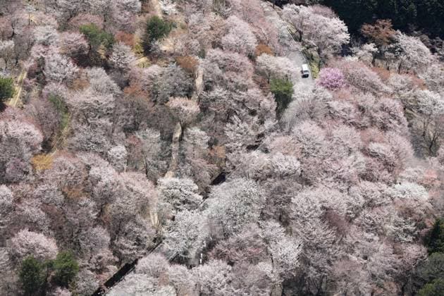 Bilder des Jahres 2025, News 04 April News Themen der Woche KW15 Cherry blossoms at western Japan mountain Photo taken from a Kyodo News helicopter on April 8, 2025, shows Mt. Yoshino covered with cherry blossoms in full bloom in Yoshino in the western Japan prefecture of Nara.  A14AA0004417134P