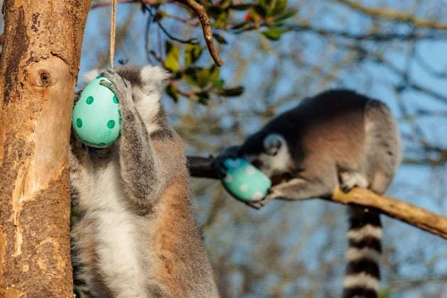 Entertainment Themen der Woche KW15 ZSL London Zoo Easter Egg Hunt ZSL London Zoo, UK. 8th April 2025. ZSL London zookeepers prepared an Easter egg hunt for the animals. The conservation Zoo™s eight endangered Ring-tailed lemurs got into the Easter spirit with a handcrafted nest, woven together using dried grapevines, twine, and rope. Nestled inside, a collection of vibrant and pastel-coloured cardboard each hiding a delicious sweet potato surprise., Credit:Photo by Amanda Rose Avalon United Kingdom, London, ZSL London Zoo  Copyright: xPhotoxbyxAmandaxRosex xAvalonx 0985044454