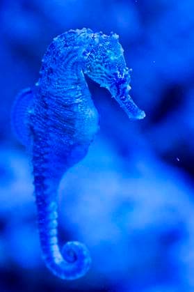 Creative Highlights World Lined seahorse (Hippocampus erectus) in Akva Tera exposition, Pilsen, Czech Republic, April 8, 2025. (CTKxPhoto MiroslavxChaloupka) CTKPhotoP2025040804561  CTKPhotoP2025040804561