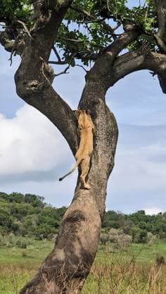 Creative Highlights World Löwin, die in der afrikanischen Savanne auf einen Baum klettert und sich während eines aufregenden Safari-Abenteuers in der Wildnis sonnt *** Lioness, the in the African Savannah at a Tree climbs and itself during one exciting Safari Adventure in the Wilderness suns 1127159585