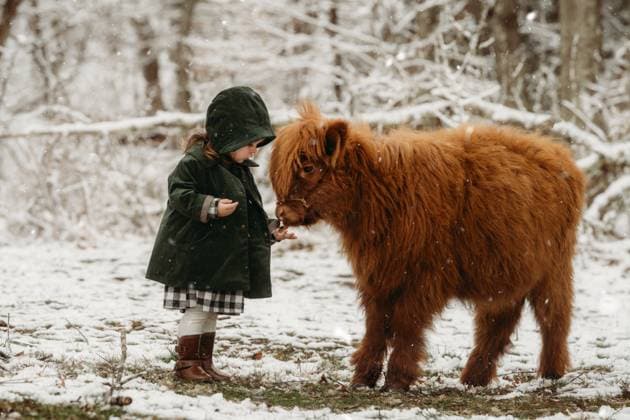 Creative Highlights Symbolfotos little girl and cow in the snow Beckley, West Virginia, United States CR_ZVBJ250108-1599230-01 ,model released, Symbolfoto