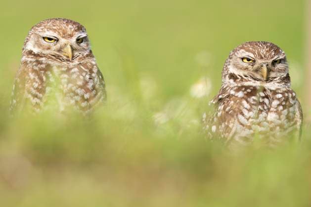 Entertainment Themen der Woche KW15 Entertainment Bilder des Tages April 9, 2025, Davie, Florida, USA: A burrowing owls, just 9 inches tall, seen in Davie, Florida, on April 9, 2025. Davie USA - ZUMAt161 20250409_znp_t161_004 Copyright: xRonenxTivonyx