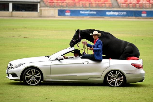 Entertainment Themen der Woche KW15 Entertainment Bilder des Tages SYDNEY ROYAL EASTER SHOW PREVIEW, Dave Manchon and horse Vegemite ride in a Mercedes convertible during a media preview of the Royal Easter Show at the Sydney Show Ground, in Sydney, Thursday, April 10, 2025. ( NO ARCHIVING, EDITORIAL USE ONLY, NO USE IN BOOKS WITHOUT CONSENT SYDNEY New South Wales AUSTRALIA  Copyright: xDANxHIMBRECHTSx 20250410186056060927
