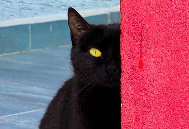 Entertainment Themen der Woche KW15 Entertainment Bilder des Tages Black cat in Albania A black cat looks on in the center of Tirana, Albania, on April 10, 2025. Tirana Albania Copyright: xMatrixxImages ArmandoxBabanix 