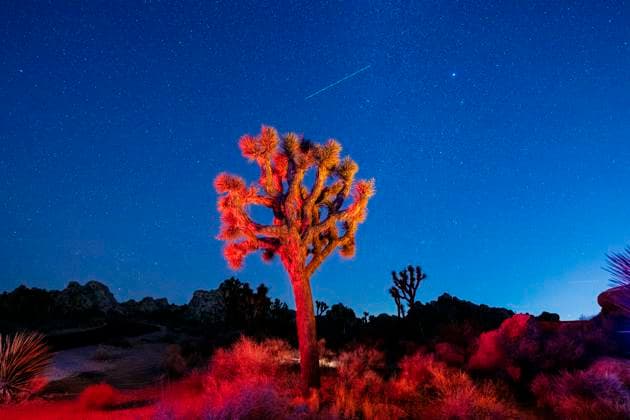 Kalendermotive: Joshua Tree National Park A lone Joshua tree glows in red under a vast, starlit night sky in a desert landscape. Joshua Tree National Park, CA, USA California USA sape00977 Copyright: xConnectxImagesx