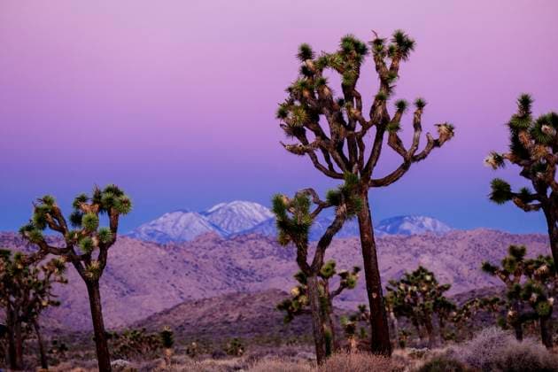 Kalendermotive: Joshua Tree National Park Joshua trees in desert landscape with mountains and a vibrant purple sunset sky. Joshua Tree National Park, CA, USA California USA sape00989 Copyright: xConnectxImagesx