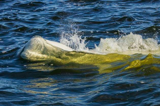 Beluga whale comes up for a breath in Hudson Bay, Manitoba  Copyright: xKenxArcherx x NA02 KAR3302
