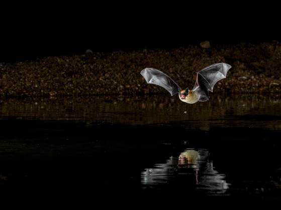 Myotis bat coming to water to drink in desert, Arizona  Copyright: xRobxSheppardx x US03 RSP0032