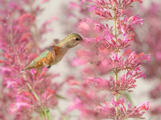 Calliope hummingbird feeding on agastache flowers, New Mexico.  Copyright: xMaresaxPryor-Luzierx x US32 MPR0747