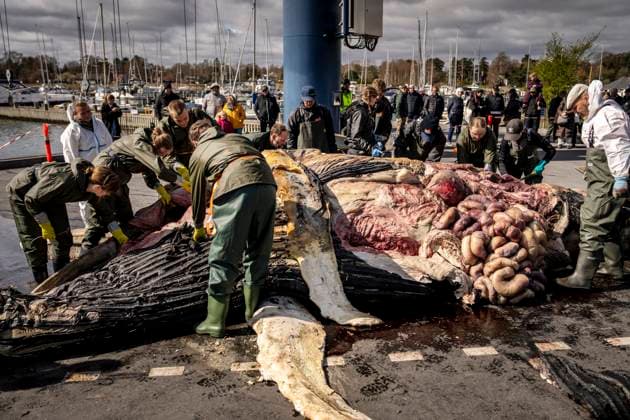 News Themen der Woche KW15 News Bilder des Tages Humpback whale is being autopsied at Kaloevig Boat Club Humpback whale is being autopsied at Kaloevig Boat Club in Djursland, Friday, April 11, 2025. The Natural History Museum of Denmark and Fjord & Baelt are collecting the skeleton including the baleen, while Aarhus University is collecting tissue samples from, among other things, blubber, liver, kidneys, and muscle tissue. Veterinarians from the University of Copenhagen are responsible for the autopsy and collection of veterinary samples. The dead humpback whale was found in Loegten Bay on April 2. Humpback whales, Megaptera novaeangliae, are large baleen whales that occasionally visit Danish waters. It is believed that the stranded whale is likely a young calf about one and a half years  Copyright: RitzauxScanpix MadsxClausxRasmussenx spdk20250411-150136-L