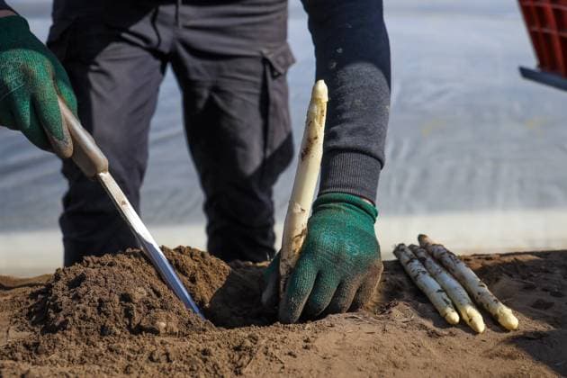 Bilder des Jahres 2025, News 04 April News Themen der Woche KW15 News Bilder des Tages Themenfoto: Beginn der Spargelernte in Nordrhein-Westfalen, Deutschland, Europa Nordrhein-Westfalen Deutschland *** Theme photo Start of the asparagus harvest in North Rhine-Westphalia, Germany, Europe North Rhine-Westphalia Germany