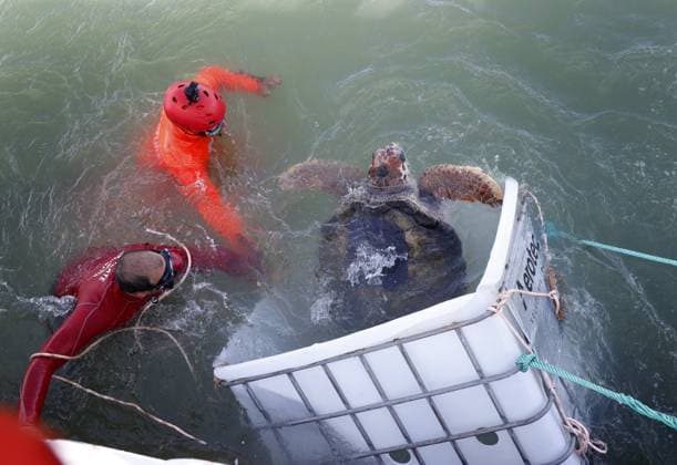 News Themen der Woche KW15 News Bilder des Tages After 40 years in captivity, staff of the Fundacion Aquarium Mar del Plata released Jorge turtle off the coast of Mar del Plata 11 April 2025 EDITORIAL USE ONLY  Copyright: xGDA LaxNacion Argentinax-xTodosxlosxderechosxreservados.xProhibidoxelxusoxoxreproduccionxdexestaximagenxenxArgentinax MauroxV.xRizzix arlanacionpic046700