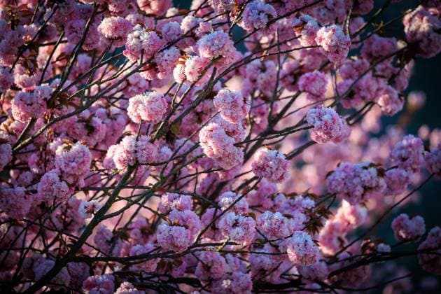 News Themen der Woche KW15 Oberwinter, 12.04.2025, Japanische Kirschblüten entlang der B9 in Oberwinter. Oberwinter Bundesstraße 9 Rheinland-Pfalz Deutschland *** Oberwinter, 12 04 2025, Japanese cherry blossoms along the B9 in Oberwinter Oberwinter Bundesstraße 9 Rheinland Pfalz Germany