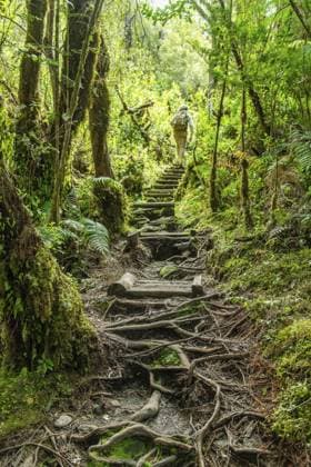 Ein Mann steigt beim Wandern im Urwald über einen Pfad voller Wurzeln eine Holztreppe herauf, Nationalpark Pumalin-Douglas Tompkins, Chaiten, Region Los Lagos, Patagonien, Chile, Südamerika A man climbs up a wooden staircase via a path full of roots while hiking in the jungle, Pumalin-Douglas Tompkins National Park, Chaiten, Los Lagos region, Patagonia, Chile, South America Copyright: imageBROKER OliverxGerhard ibxoge13094755.jpg