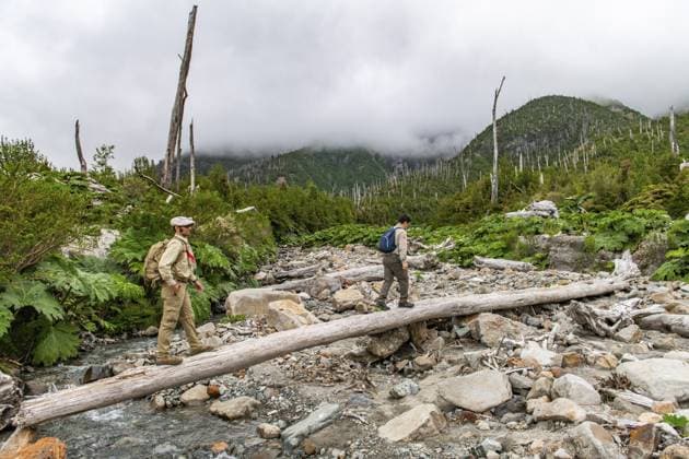 Zwei Wanderer überqueren einen Bach zwischen abgestorbene Bäumen und neuer Vegetation, verbrannter Wald vom Ausbruch des Vulkans Chaiten 2008, Nationalpark Pumalin-Douglas Tompkins, Chaiten, Region Los Lagos, Patagonien, Chile, Südamerika Two hikers cross a stream between dead trees and new vegetation, burnt forest from the 2008 eruption of the Chaiten volcano, Pumalin-Douglas Tompkins National Park, Chaiten, Los Lagos region, Patagonia, Chile, South America Copyright: imageBROKER OliverxGerhard ibxoge13094764.jpg