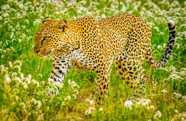 Samburu National Reserve, Kenya. Portrait of African leopard stalking prey in the tall grass of the savannah.  Copyright: xMurrayxMcCallumxPhotographyx x AF21 MMC0012