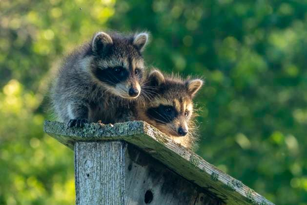 USA, Minnesota. Captive young raccoons on bird feeder.  Copyright: xWilliamxD.xJaynesx(BJY)x x US24 BJY0423