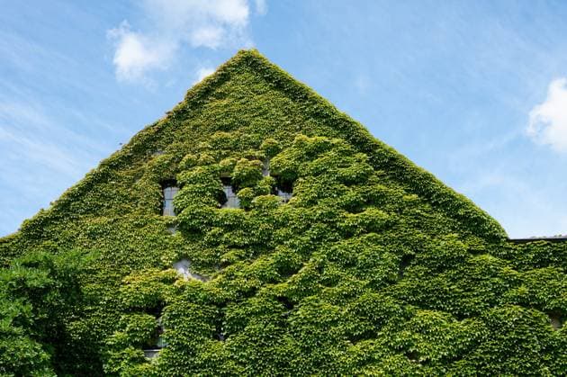 Creative Highlights World Fassadenbegrünung bis zum Dach des Einfamilienhauses *** Facade greening to to Roof of Single family house 1133500094