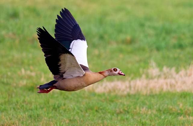 Nilgans fliegend im NSG Nilgans fliegend im NSG (License=RF) Copyright: xZoonar.com JuergenxLandshoeftx 23170245