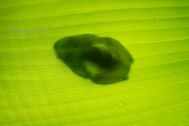 Creative Highlights World Grüner Zentrolenidae, Glasfrosch, der sich auf einem Blatt im Amazonasgebiet ausruht Grüner Zentrolenidae, Glasfrosch, der sich auf einem Blatt im Amazonasgebiet ausruht (License=RF) Copyright: xZoonar.com LaurentxDavoustx 23173886