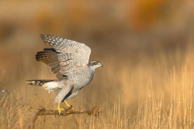 Creative Highlights World Habicht (Accipiter gentilis), abfliegend von einem Ast im Brachland, Spanien, Kastilien-La Mancha, Villacanas northern goshawk (Accipiter gentilis), flying off a branch in the fallow land, Spain, Castilla–La Mancha, Villacanas BLWS727413 *** Habicht Accipiter gentilis , departing from a Ast at Wasteland, Spain, Castile La Mancha, Villacanas Northern Goshawk Accipiter gentilis , Flying off a Branch in The Fallow country, Spain, Castilla-La Mancha, Villacanas BLWS727413 Copyright: xblickwinkel M.xWoikex