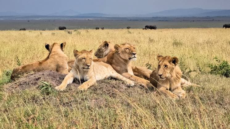 Creative Highlights World Ein Löwenrudel entspannt sich auf einem Termitenhügel in der afrikanischen Savanne mit Elefanten im Hintergrund *** a Prides of Lions relaxed itself at a Termite Hill in the African Savannah with Elephants at Background 1127158764
