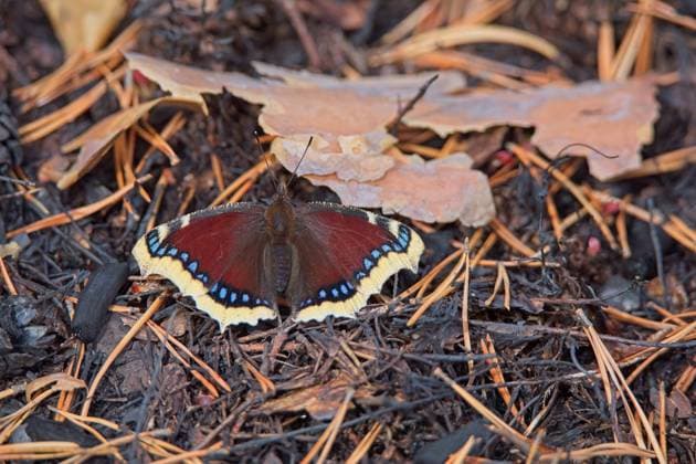 Creative Highlights World Trauermantelschmetterling. Closeup of Mourning Cloak Butterfly (Nymphalis antiopa) perched on the ground with wings open. (License=RF) Copyright: xZoonar.com RaimoxBergrothx 23155363
