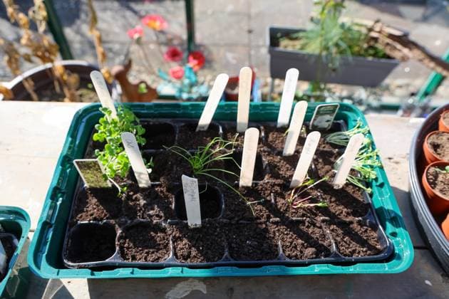 Saatschale mit verschiedenen Setzlingen, die in Blumenerde wachsen, im Gewächshaus *** Seeds bowl with various seedlings, the in Potting soil grow, at Greenhouse 1127158877
