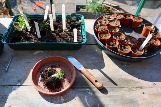Setzlinge in kleinen Töpfen und Saatschale, Gärtner verpflanzt Setzling im Gewächshaus, Gartenarbeit, Pflanzung, Frühling, Hobby *** Seedlings in small Pots and Seed tray, Gardener transplanted Seedling at Greenhouse, Gardening, Planting, Spring, Hobby 1127158878