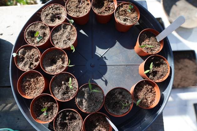 Kleine Töpfe mit Blumenerde und Tomaten- und Kohlsämlingen auf einem runden Plastiktablett, Gartenbau und Gartenbaukonzept *** small Pots with Potting soil and Tomatoes and Cabbage seedlings at a Rounds Plastic tray, Horticulture and Horticultural concept 1127158882