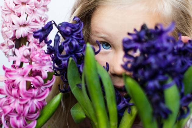 Creative Highlights Symbolfotos Blonde child peeking through vibrant hyacinth blooms Syracuse, Utah, United States R_WMWJ250414F-1637192-01 ,model released, Symbolfoto