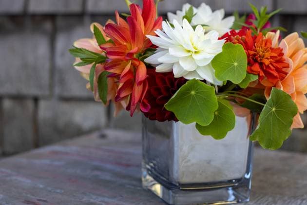 IMAGO Creative, Jahreszeit Herbst auf dem Land A dahlia and nasturtium bouquet in a mirror vase on a rustic table. Kelowna, British Columbia, Canada R_PESF250414J-1656284-01