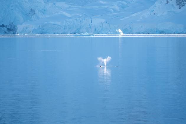 Creative Highlights World View of humpback whales diving in the ocean with blue water. Sou Vernadsky Research Base, Antarctica R_HYVK250415-1705569-01