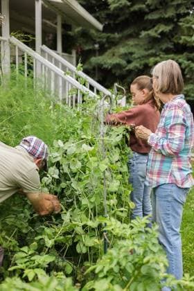 IMAGO Creative, Sommer, Sommertage im Garten Grandparents pick peas from backyard garden with granddaughter Canada, British Columbia, Sparwood R_PKZL25041598-1704681-01 ,model released, Symbolfoto