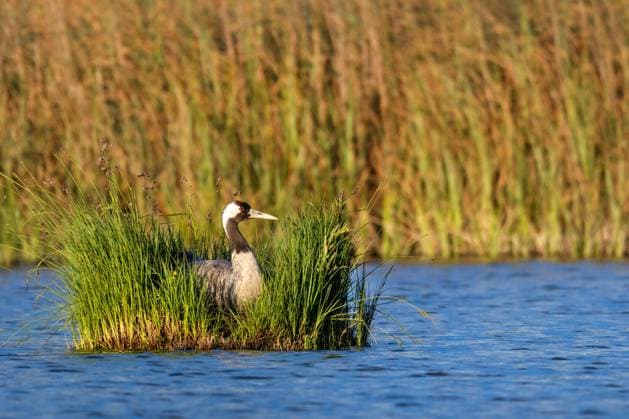 Creative Highlights World Kranich, Graukranich, Grau-Kranich, Grauer Kranich, Eurasischer Kranich (Grus grus), sitzt auf dem Nest auf einer Insel im See Muskmyr, Schweden, Gotland, Burgsvik Common crane, Eurasian Crane (Grus grus), sits on the nest on an island in Lake Muskmyr, Sweden, Gotland, Burgsvik BLWS727439 *** Crane, Gray crane, grey Crane, grey Crane, Eurasian Crane Grus Grus , sits at the Nest at a Island at Lake Muskmyr, Sweden, Gotland, Burgsvik Common crane, EURASIAN Crane Grus Grus , sits ON The Nest ON to Iceland in Lake Muskmyr, Sweden, Gotland, Burgsvik BLWS727439 Copyright: xblickwinkel M.xWoikex