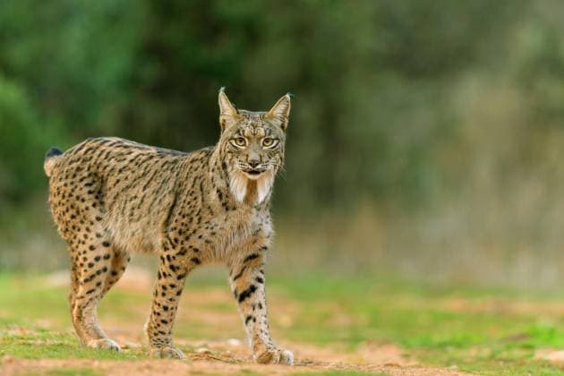 Iberischer Luchs, Pardel-Luchs, Pardelluchs (Lynx pardinus), Weibchen steht auf einer Freiflaeche im Buschland, Spanien, Kastilien-La Mancha, La Virtudes Iberian lynx (Lynx pardinus), female stands in an open area in the scrubland, Spain, Castilla–La Mancha, La Virtudes BLWS727472 *** Iberian Lynx, leopard Lynx, Iberian lynx Lynx pardinus , Female is at a Free area at Bushland, Spain, Castile La Mancha, La Virtudes Iberian Lynx Lynx pardinus , Female stands in to Open Area in The scrubland, Spain, Castilla-La Mancha, La Virtudes BLWS727472 Copyright: xblickwinkel M.xWoikex
