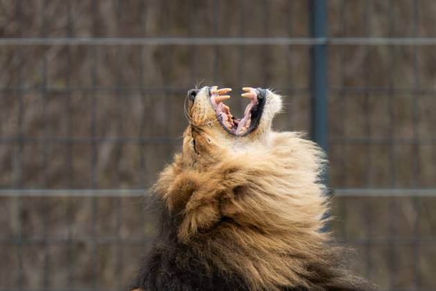 Entertainment Themen der Woche KW16 Entertainment Bilder des Tages Ein Löwe gähnt in einem Gehege im Tatzmania in Löffingen, dabei sind seine Zähne zu sehen. Löffingen Baden-Württemberg Deutschland *** A lion yawns in an enclosure in the Tatzmania in Löffingen, his teeth can be seen Löffingen Baden Württemberg Germany