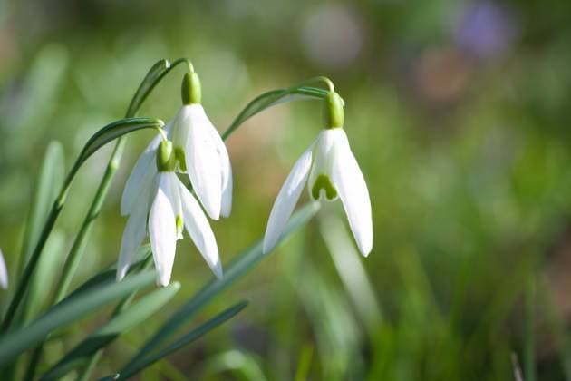 Im Frühling blühen zarte Schneeglöckchen zwischen dem grünen Gras. Zarte, weiße Blüten Im Frühling blühen zarte Schneeglöckchen zwischen dem grünen Gras. Zarte, weiße Blüten (License=RF) Copyright: xZoonar.com MartinxKöbschx 23170261