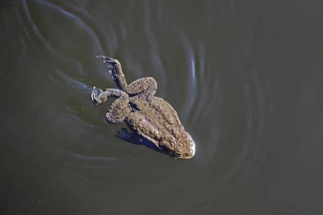 Creative Highlights World Erdkröte in einem Teich, Anfang April, Rügen, Mecklenburg-Vorpommern, Deutschland, Europa Common toad in a pond, early April, Rügen, Mecklenburg-Western Pomerania, Germany, Europe Copyright: imageBROKER AnettexJäger ibxaja13146615.jpg