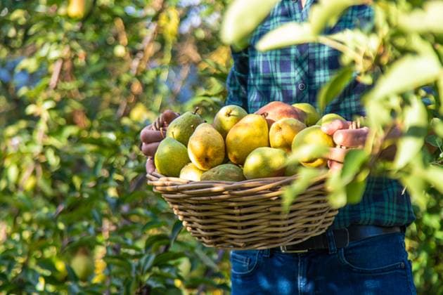 Pear harvest in the garden. Selective focus. Food., model released, , 58813940.jpg, harvest, ripe, pear, nature, fruit, food, fresh, organic, garden, natural, healthy, summer, autumn, agriculture, season, green, orchard, juicy, leaf, delicious, farm, sweet, tree, branch, hands, man, countryside, tasty, plant, yellow, outdoors, vitamin, crop, basket, background, rural, outdoor, farming, freshness, vegetarian, copy space, banner, growth, gardening, nutrition, harvesting, rustic, diet, grow, collect RECORD DATE NOT STATED