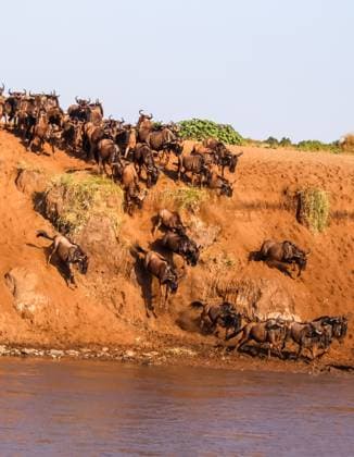Creative Highlights World Eine große Gnuherde steigt während der Großen Migration im kenianischen Maasai Mara National Reserve ein steiles Flussufer hinab und überquert das Wasser. *** a Great Gnuherde increases during the Big ones Migration at Kenyan Maasai Mara National Reserve a Steep Riverbank down and crosses the Water 1127158758