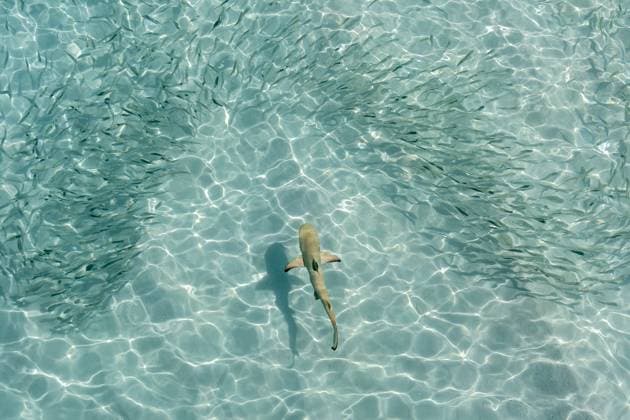 Creative Highlights World Baby-Schwarzspitzen-Riffhai, umgeben von einem Schwarm Silbersprotten in einer flachen Lagune auf einer Malediveninsel. *** Baby Black tips Reef shark, surrounded from a Swarm Silver sprats in a flat Lagoon at a Maldives Island 1097806532