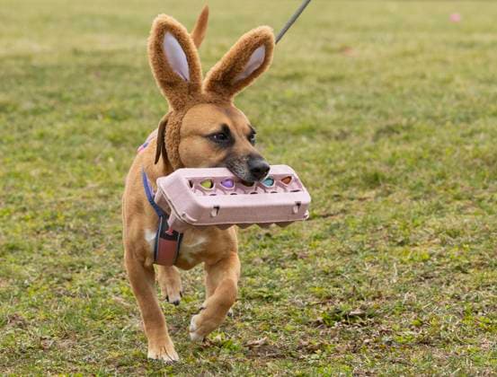 Entertainment Themen der Woche KW16 Entertainment Bilder des Tages (250418) -- HAMILTON, April 18, 2025 -- A pet dog with a bunny ear decoration bites a carton of eggs during the 2025 Easter Egg Hunt for Dogs in Hamilton, Ontario, Canada, on April 18, 2025. (Photo by Xinhua) CANADA-HAMILTON-EASTER EGG HUNT FOR DOGS ZouxZheng 