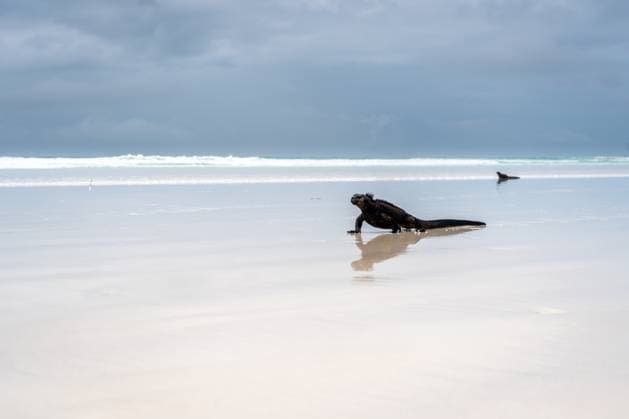 Creative Highlights World Meeresleguan sonnt sich am Strand der Tortuga-Bucht, Galapagos, Ecuador A marine iguana relaxes on the sandy shores of Tortuga Bay beach, surrounded by stunning natural beauty in the Galapagos Islands, Ecuador (License=RF) Copyright: xZoonar.com LaurentxDavoustx 23231062